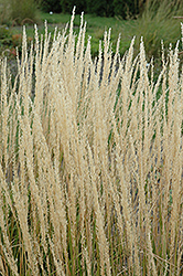 Karl Foerster Reed Grass (Calamagrostis x acutiflora 'Karl Foerster') at Harvard Nursery