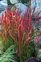 Red Baron Japanese Blood Grass (Imperata cylindrica 'Red Baron') at Harvard Nursery