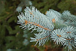 Blue Colorado Spruce (Picea pungens 'var. glauca') at Harvard Nursery