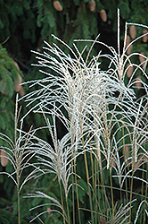Graziella Maiden Grass (Miscanthus sinensis 'Graziella') at Harvard Nursery