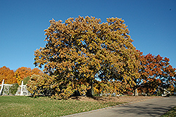 Bur Oak (Quercus macrocarpa) at Harvard Nursery