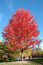 Autumn Blaze Maple (Acer x freemanii 'Jeffersred') at Harvard Nursery