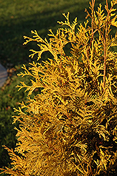 Yellow Ribbon Arborvitae (Thuja occidentalis 'Yellow Ribbon') at Harvard Nursery