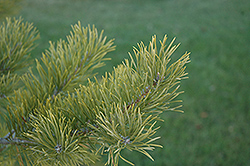 Scotch Pine (Pinus sylvestris) at Harvard Nursery