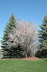 Newport Plum (Prunus cerasifera 'Newport') at Harvard Nursery