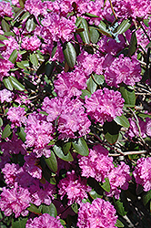 P.J.M. Rhododendron (Rhododendron 'P.J.M.') at Harvard Nursery