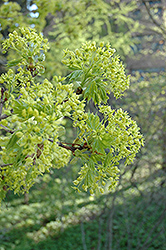 Norway Maple (Acer platanoides) at Harvard Nursery