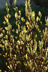 Ivory Halo Dogwood (Cornus alba 'Ivory Halo') at Harvard Nursery