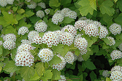 Dart's Gold Ninebark (Physocarpus opulifolius 'Dart's Gold') at Harvard Nursery