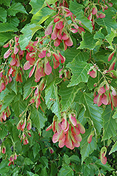 Amur Maple (multi-stem) (Acer ginnala '(multi-stem)') at Harvard Nursery