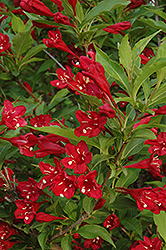 Red Prince Weigela (Weigela florida 'Red Prince') at Harvard Nursery