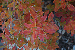 Rainbow Pillar Serviceberry (Amelanchier canadensis 'Glennform') at Harvard Nursery