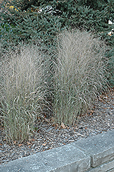 Shenandoah Reed Switch Grass (Panicum virgatum 'Shenandoah') at Harvard Nursery