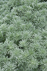 Silver Mound Artemisia (Artemisia schmidtiana 'Silver Mound') at Harvard Nursery