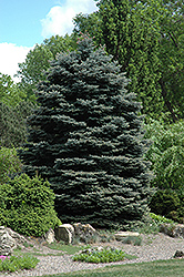 Fat Albert Blue Spruce (Picea pungens 'Fat Albert') at Harvard Nursery