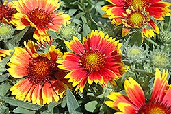Arizona Sun Blanket Flower (Gaillardia x grandiflora 'Arizona Sun') at Harvard Nursery