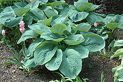 Elegans Hosta (Hosta sieboldiana 'Elegans') at Harvard Nursery
