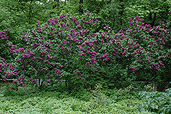 Charles Joly Lilac (Syringa vulgaris 'Charles Joly') at Harvard Nursery