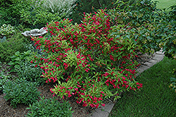 Red Prince Weigela (Weigela florida 'Red Prince') at Harvard Nursery