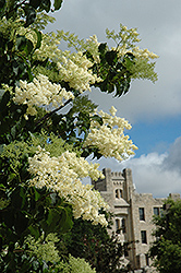 Ivory Silk Japanese Tree Lilac (Syringa reticulata 'Ivory Silk') at Harvard Nursery