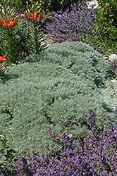 Silver Mound Artemisia (Artemisia schmidtiana 'Silver Mound') at Harvard Nursery