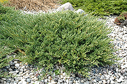Andorra Juniper (Juniperus horizontalis 'Plumosa Compacta') at Harvard Nursery