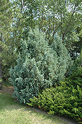 Wichita Blue Juniper (Juniperus scopulorum 'Wichita Blue') at Harvard Nursery