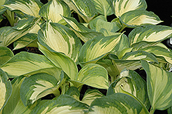 June Hosta (Hosta 'June') at Harvard Nursery