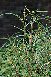Fine Line Fern Leaf Buckthorn (Rhamnus frangula 'Ron Williams') at Harvard Nursery