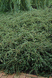 Hesse Cotoneaster (Cotoneaster 'Hessei') at Harvard Nursery