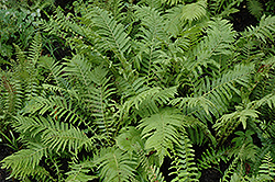 Christmas Fern (Polystichum acrostichoides) at Harvard Nursery