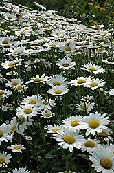Becky Shasta Daisy (Leucanthemum x superbum 'Becky') at Harvard Nursery