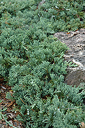 Blue Rug Juniper (Juniperus horizontalis 'Wiltonii') at Harvard Nursery