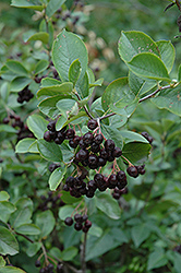 Black Chokeberry (Aronia melanocarpa var. elata) at Harvard Nursery