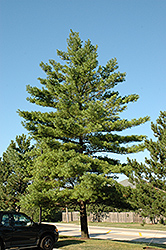 White Pine (Pinus strobus) at Harvard Nursery
