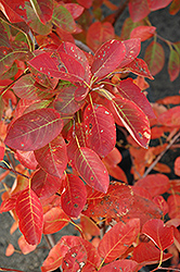 Autumn Brilliance Serviceberry (Amelanchier x grandiflora 'Autumn Brilliance') at Harvard Nursery