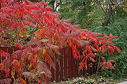 Staghorn Sumac (Rhus typhina) at Harvard Nursery
