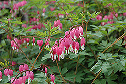 Common Bleeding Heart (Dicentra spectabilis) at Harvard Nursery