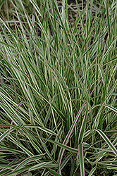Variegated Reed Grass (Calamagrostis x acutiflora 'Overdam') at Harvard Nursery