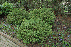Wintergreen Boxwood (Buxus microphylla 'Wintergreen') at Harvard Nursery