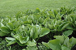 Sum and Substance Hosta (Hosta 'Sum and Substance') at Harvard Nursery