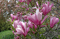 Ann Magnolia (Magnolia 'Ann') at Harvard Nursery