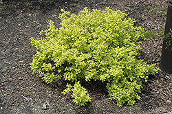 Golden Thumbelina (Spiraea japonica 'Golden Thumbelina') at Harvard Nursery