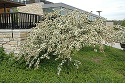 Tina Flowering Crab (Malus sargentii 'Tina') at Harvard Nursery