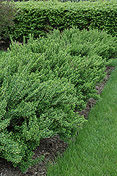 Upright Japanese Barberry (Berberis thunbergii 'Erecta') at Harvard Nursery