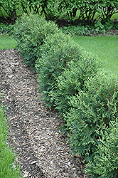 Technito Arborvitae (Thuja occidentalis 'Bailjohn') at Harvard Nursery