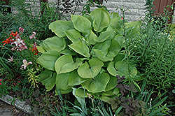 Sum and Substance Hosta (Hosta 'Sum and Substance') at Harvard Nursery