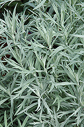 Silver Queen Artemisia (Artemisia ludoviciana 'Silver Queen') at Harvard Nursery