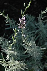Dwarf Blue Lavender (Lavandula angustifolia 'Nana') at Harvard Nursery