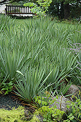 Adam's Needle (Yucca filamentosa) at Harvard Nursery